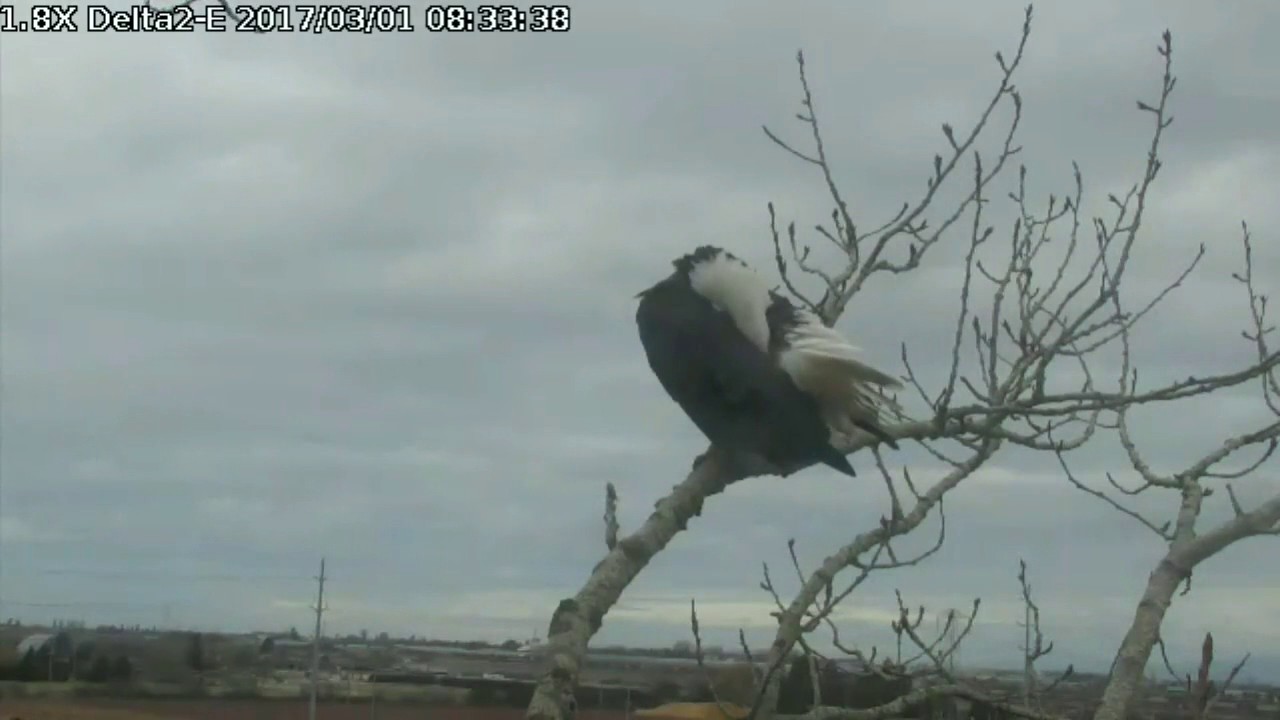bald eagles in wisconsin Delta2 East view Mar 1, 2017 8:29am Pa brings grasses