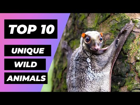 TOP 10 Unique