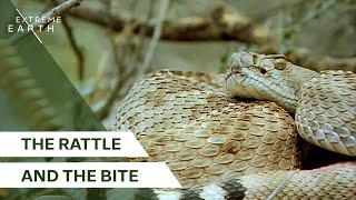 Rattlesnakes A Deep Dive Into Their Survival Tactics