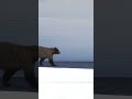 Bear and man spook each other ninecaribou