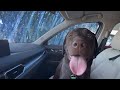 I took my labrador puppy through the car wash