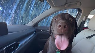 I TOOK MY LABRADOR PUPPY THROUGH THE CAR WASH by Woodford The Chocolate Lab 191,766 views 2 weeks ago 2 minutes, 25 seconds