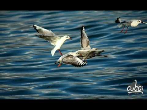 يا مسافرة بالبحر.wmv