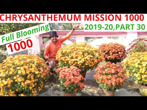 ቪዲዮ: የ Chrysanthemums እቅፍ ረዘም ላለ ጊዜ እንዴት ማቆየት?