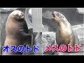 意外と違う…「トド」のオスとメスの鳴き声（動物の鳴き声）