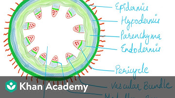 Anatomy of Stem | Anatomy of Flowering Plants | Biology | Khan Academy