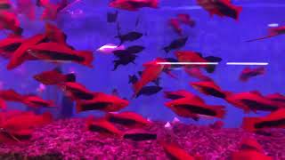 Get Fin-Tastic Deals on Exotic Aquarium Fish at Our Shop - Dive into Savings Today! by Mohons Vlog 71 views 1 month ago 34 seconds