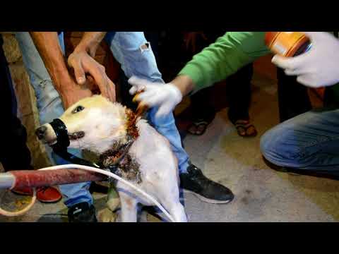فيديو: كيفية علاج فقرات الكلب المقروص