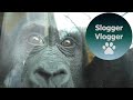 Gorilla Indigo Comes To The Window