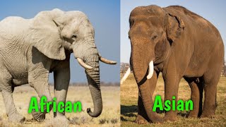 Asian vs African Elephants: What's the Difference? Asia Vs African Elephant