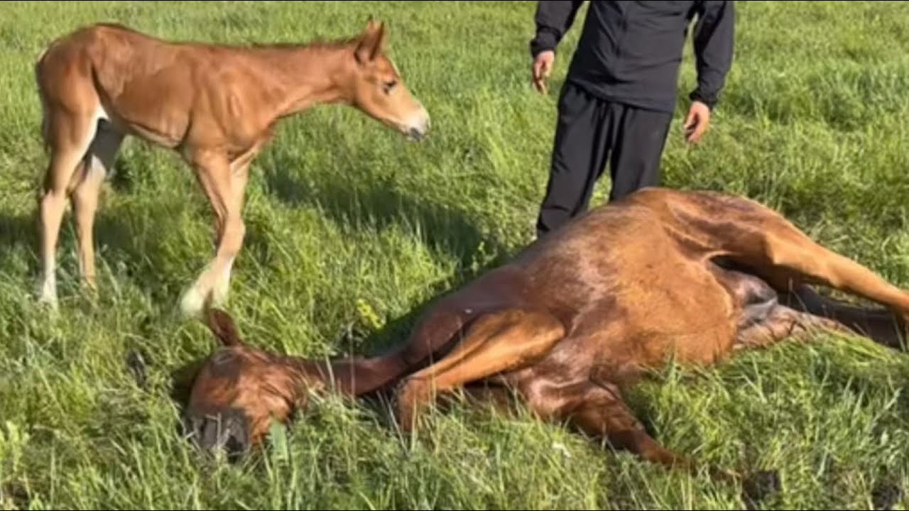 The dying mare struggled up to give her foal one last sip of milk.