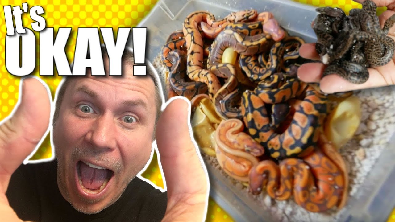 vlogs in spanish TRAGEDY IN THE SNAKE INCUBATOR AVOIDED!! | BRIAN BARCZYK