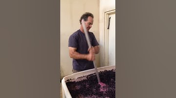 Punching down 2013 Tempranillo at Callaghan Vineyards