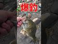 ワームより簡単に釣れる根がかりしないハードルアー #fishing #bassfishing #バス釣り #blackbass #釣り #smallmouthbass #u1tv