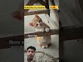 cute cat 😍#shorts #shortsfeed #cat #youtubeshorts #cute