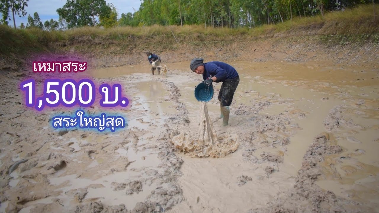 เหมาสระ 1,500 บาท ใหญ่ที่สุดเท่าที่เคยเหมามา เเต่จะมีปลามั้ยสระเเบบนี้ (เหมาสระ ปี1)/ บ้านนอก EP.262