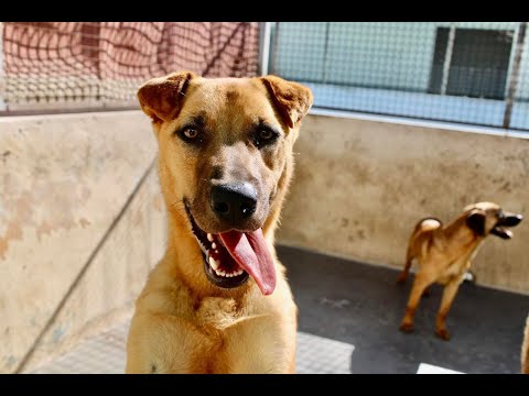 La Ciudad 145.000 a la protectora de animales y plantas