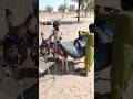 طفلان يملآن القربة بالماء على ظهر حمار في الصحراء طفلان يملآن القربة بالماء على ظهر حمار في الصحراء