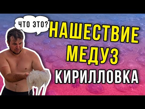 Кирилловка 2020. Пляжи атаковали медузы. Азовское море