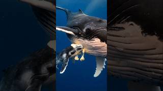 Wait for It… This Baby Whale Is Drinking WHAT?! 😳🐋 #shorts #nature #wildlife