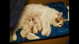 Living with Turkish Van Cats #17 (We got kittens!!!)