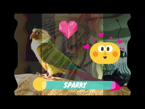 Sparky- My Green Cheek Pineapple Conure
