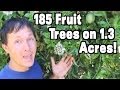 Organic Tropical Fruit Orchard Grows 185 Trees on 1.3 Acres