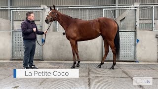La Petite Coco Another Star Unearthed By Team Valor