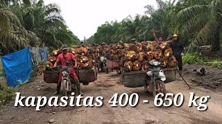 ojek kelapa sawit || lansir sawit pakai motor real muatan 400-650 kilo
