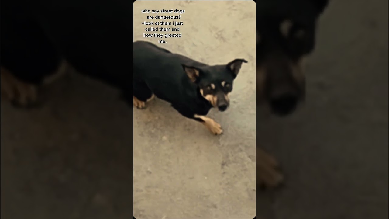 fall in love with innocent animals.