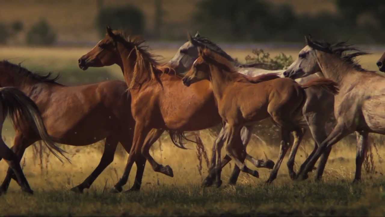 wild horse mature personals Browse photo profiles & contact from wild horse plains, mid northern region, sa on australia's #1 dating site rsvp free to browse & join. wild horse mature personals Browse photo profiles & contact from wild horse plains, mid northern region, sa on australia's #1 dating site rsvp free to browse & join.