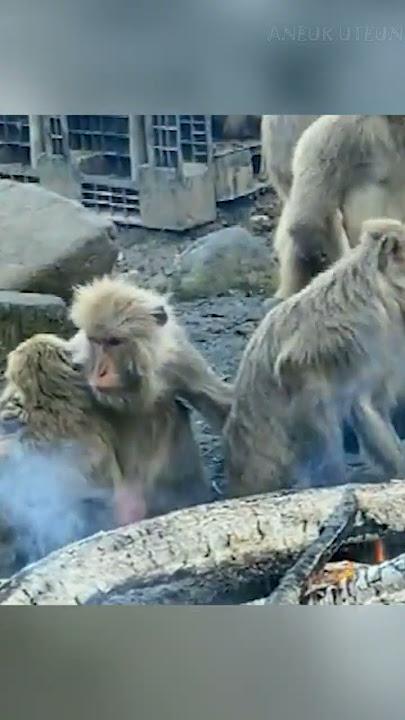 Makaka jepang monyet suka berendam di air panas #shorts #monyet