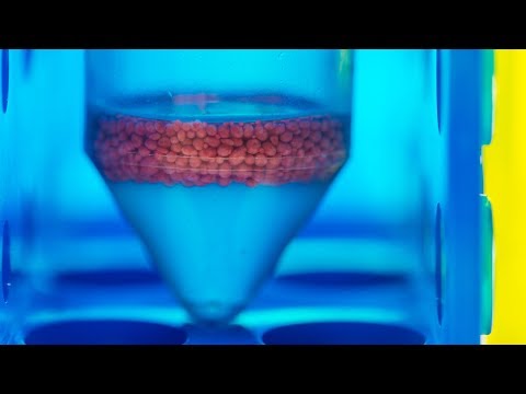 世界上最大的珊瑚精子銀行《國家地理》雜誌
