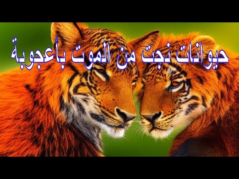 حيوانات نجت من الموت بأعجوبة قدر الله لها عمر أطول الحيوانات المفترسة 