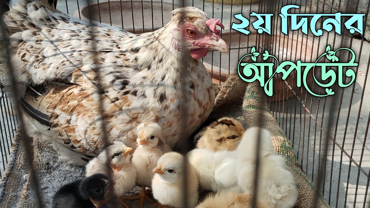 ঝুঁটিওয়ালা সুন্দরীর বাচ্চাগুলোর ২য় দিনের আপডেট 🐣🐤 #মুরগির_বাচ্চা #দেশিমুরগি  #মুরগিপালন