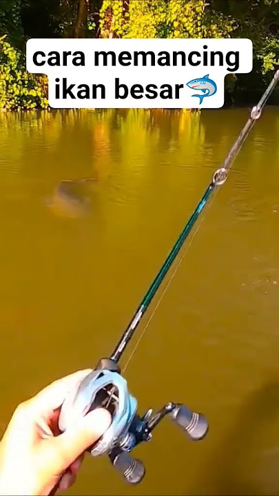 Cara memancing ikan besar 🦈 #memancing #mancingmania #mancingikan #mancing #ikan #fyp #fypシ゚viral