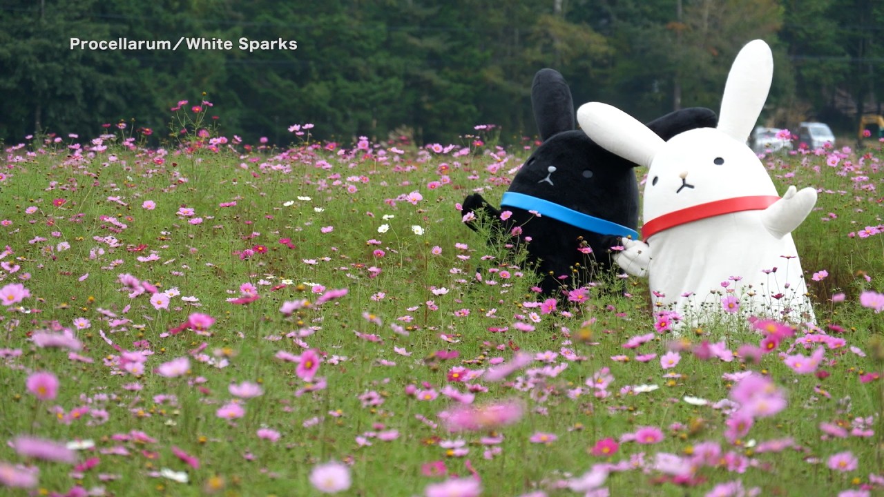 Procellarum「White Sparks」【ツキコットMV集】