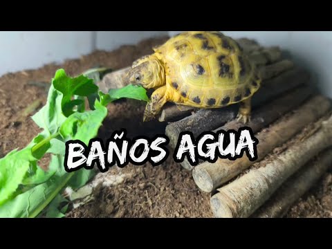baño agua tibia tortuga baby rusa terrapene carolina carolina major triunguis mediterránea marginata