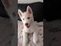 Bébé husky apprend à faire le loup