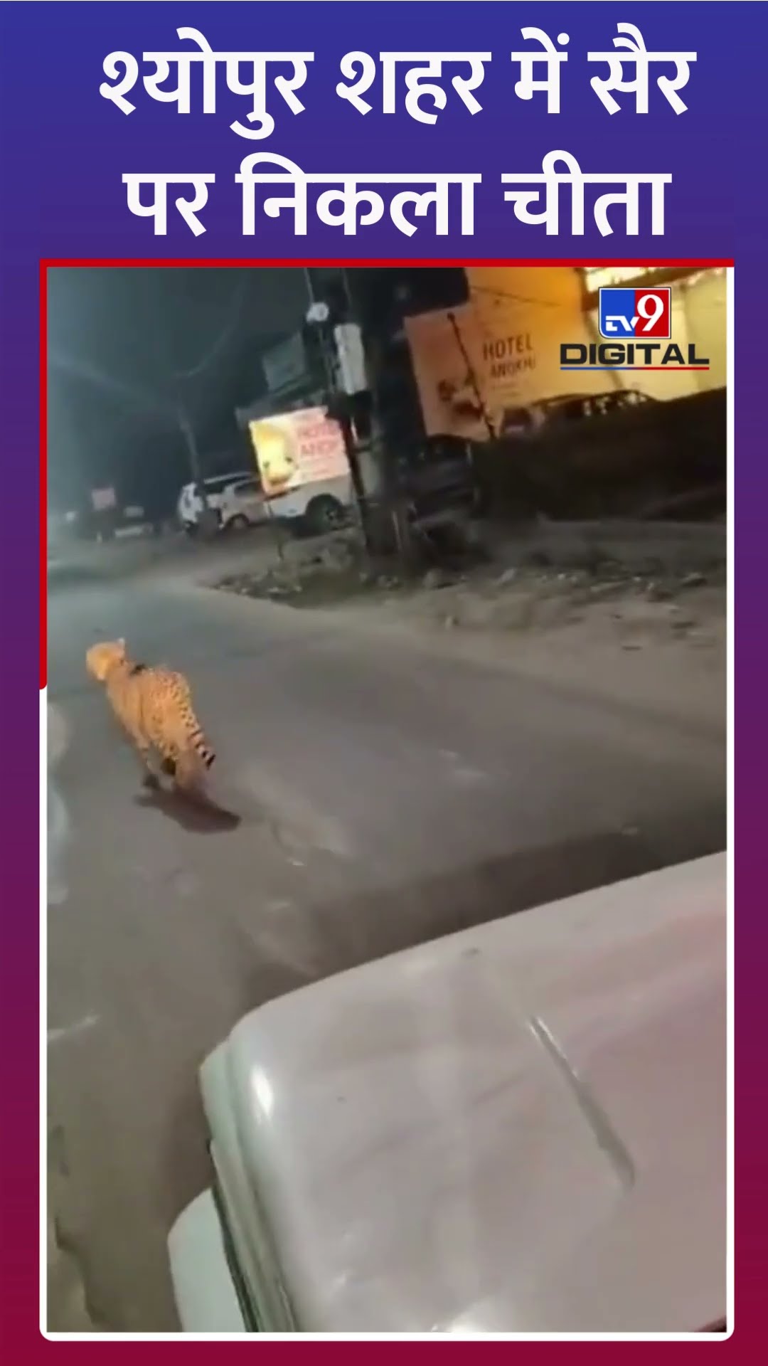 Madhya Pradesh: श्योपुर की सड़कों पर टहलता दिखा चीता | #shorts #sheopurenews #leopard