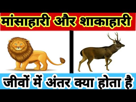 मांसाहारी और शाकाहारी जीव में अंतर क्या होता है| Mansahari and shakahari me antar| Rdonlineeducation