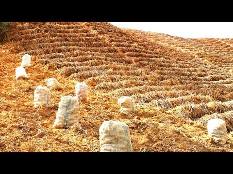 Video: Preparando El Suelo Para Las Patatas