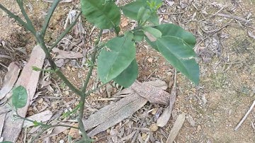 Bưởi Ruby F1 1 năm tuổi