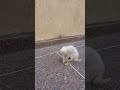 Adorable Nayla Paly With Her Tail вќ пёЏвќ пёЏ Adorable Nayla Paly With Her Tail вќ пёЏвќ пёЏ
