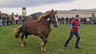 🌟Un poquito de  la feria de san Mateo en Reinosa 2023.( lo que nos dio tiempo)