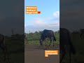 #wildanimals #shorts #animalshorts #evenetmakukule #wildebeest #nature #1k