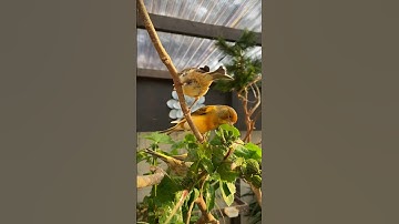 Aviary Birds | Canary | Finch | #aviary #birds #birdsaviary #paradiseparkaviary #nature #bird #fyp