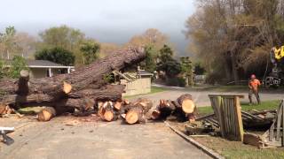 Down Comes The Tree