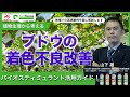 ブドウ栽培者必見！近年特に問題になっている着色不良の改善方法を現場での実践を基に徹底解説！