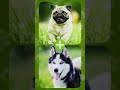 10 Beautiful Crossbreed Dogs in 1 minute #shorts